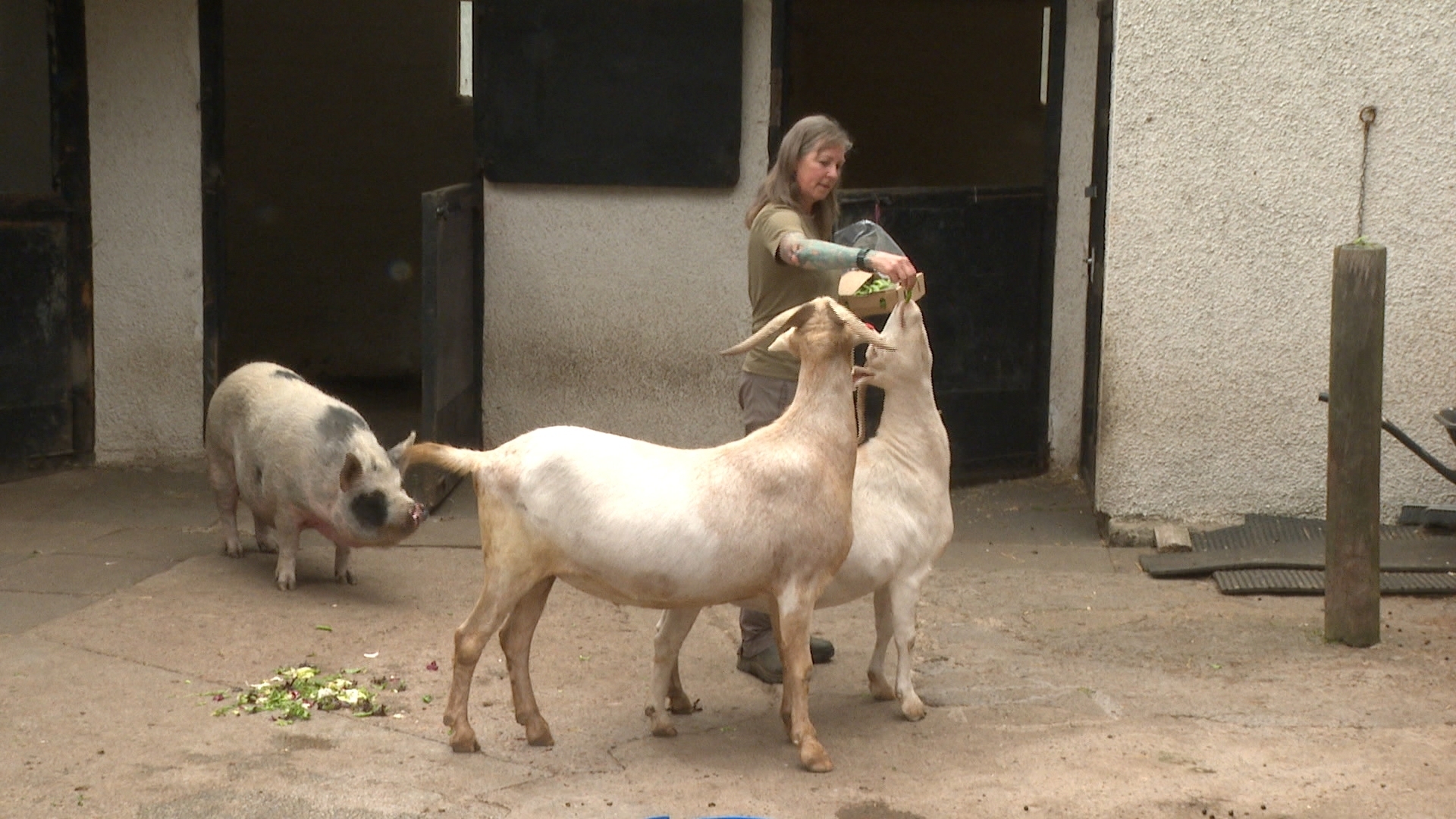 Tribe Tattoo Animal Sanctuary provides a home for rescue animals.