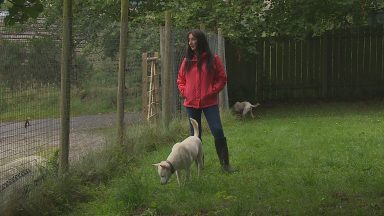 Highland activist ‘broken’ by animal cruelty witnessed in Egypt