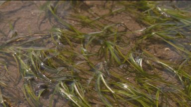 Seagrass mapping project begins in Firth of Forth