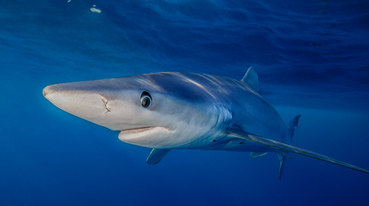 Swimmer suffers bite wound in suspected blue shark attack off coast of Cornwall