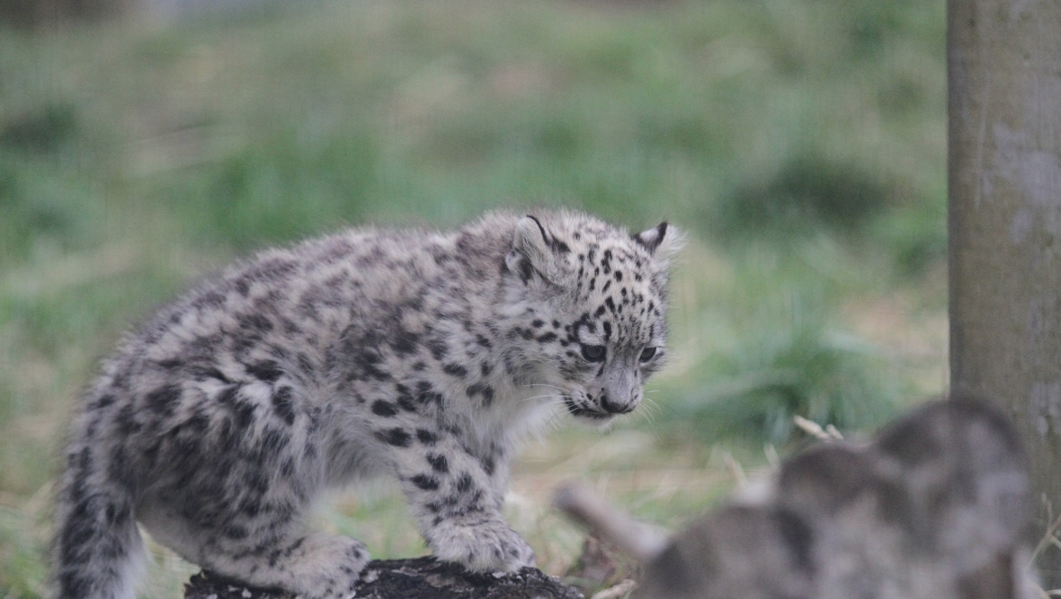 Snow leopard populations are still threatened due to a decline in available prey and conflict with local farmers. (Pic: RZSS)
