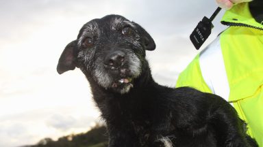 Angus man who used dogs for fighting jailed for 8 months