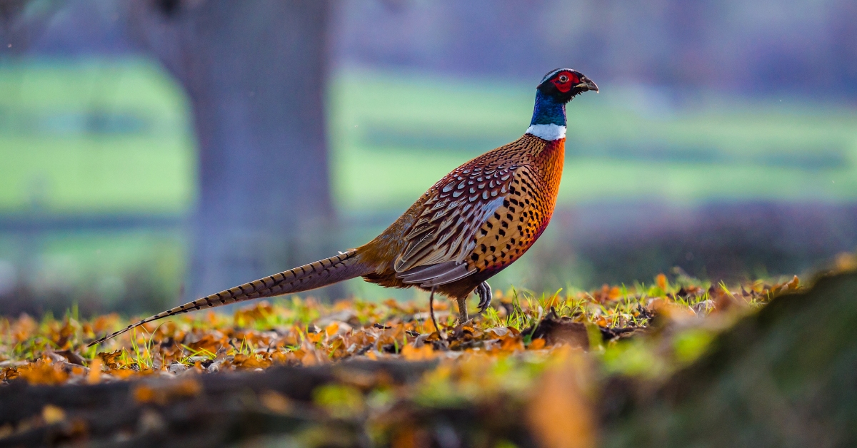 People eating wild-shot pheasant ‘likely to be eating lead’