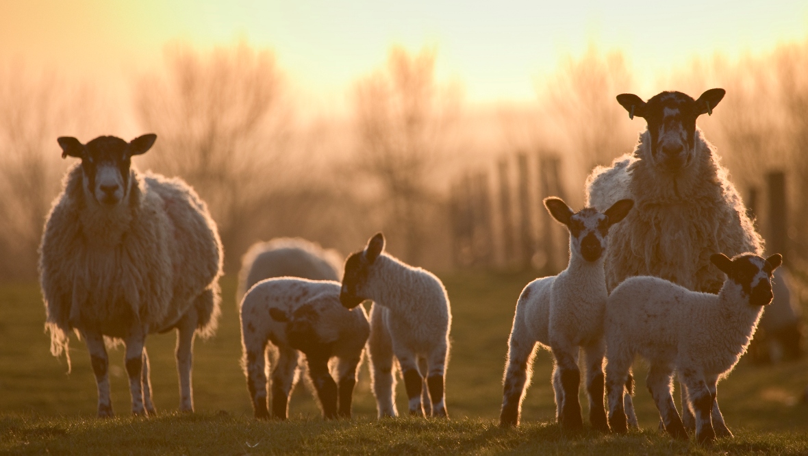 Dog owners warned as police probe sheep worrying incidents in Stirlingshire