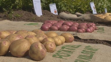 Scottish potato farmers say Brexit has hit business hard