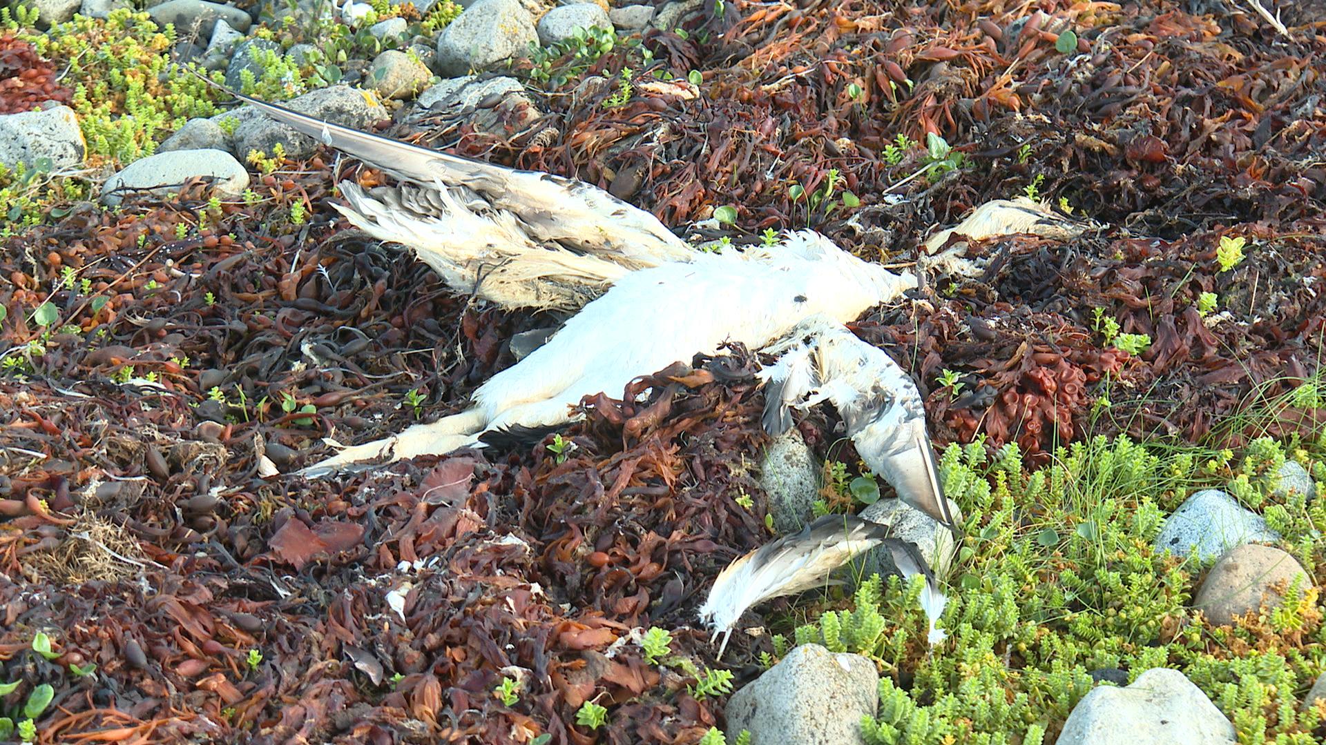 A dead gannet washed ashore in Mull.