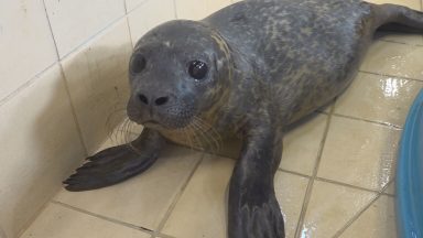Four seal pups flown to Wildlife Sanctuary on Shetland