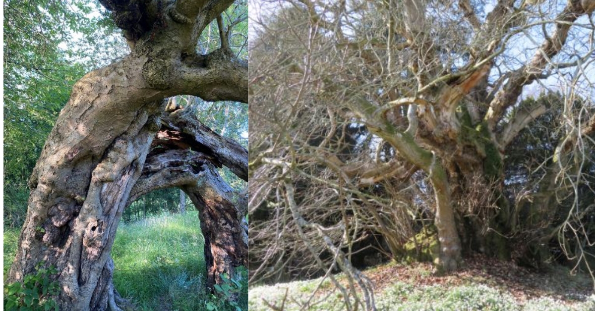 Two Scottish entrants contending to be named UK Tree of the Year