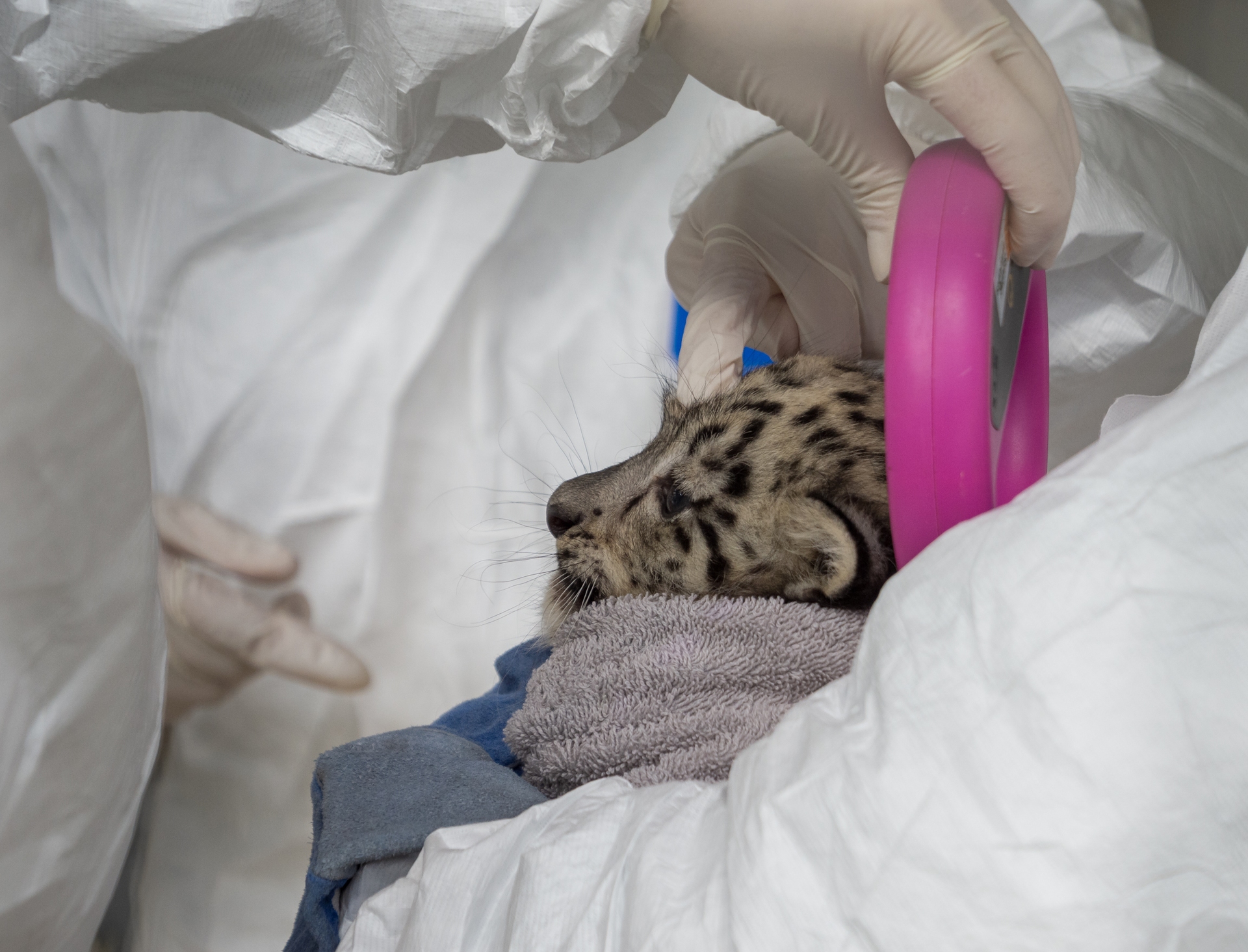 The eight-week old cubs will be named soon.