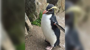 Edinburgh Zoo’s oldest Northern rockhopper penguin killed by fox that broke into enclosure
