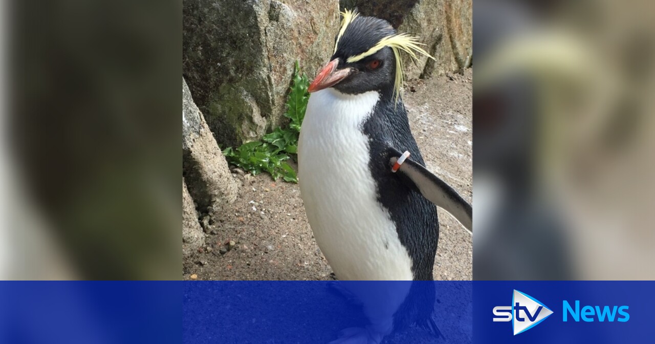 Edinburgh Zoo's oldest Northern rockhopper penguin killed by fox that broke  into enclosure | STV News