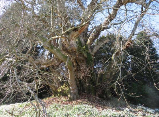 The chestnut stands on top of a mound within the grounds of Langley Park House.