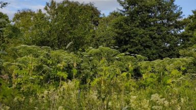 Giant Hogweed set to be removed from banks of River Tay as council act on ‘invasive jungle’