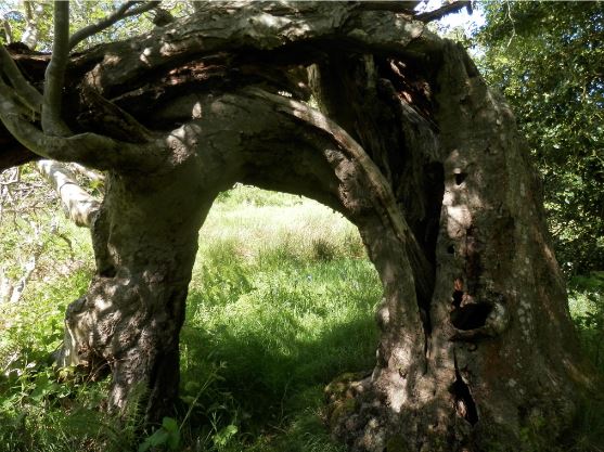 The main stem of the rowan is bent over into an arch.