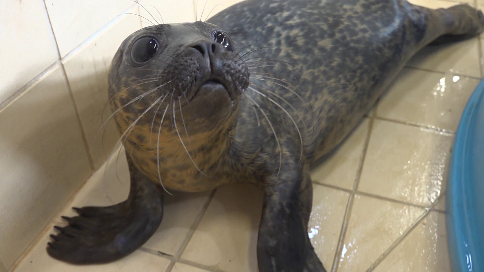 The sanctuary is 'confident' the other three common seals will be just fine. 