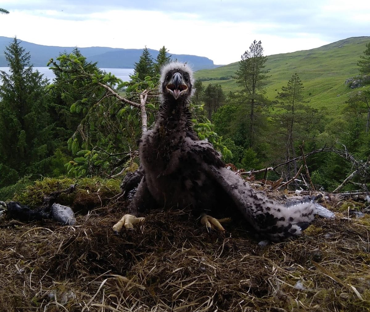 The chick was healthy and thriving just a few months ago.