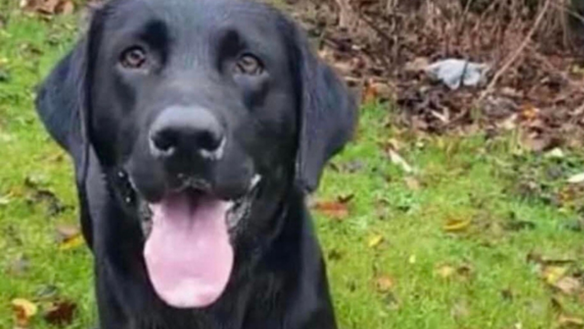 Black Labrador stolen from outside Hope Street premises in Glasgow reunited with owners