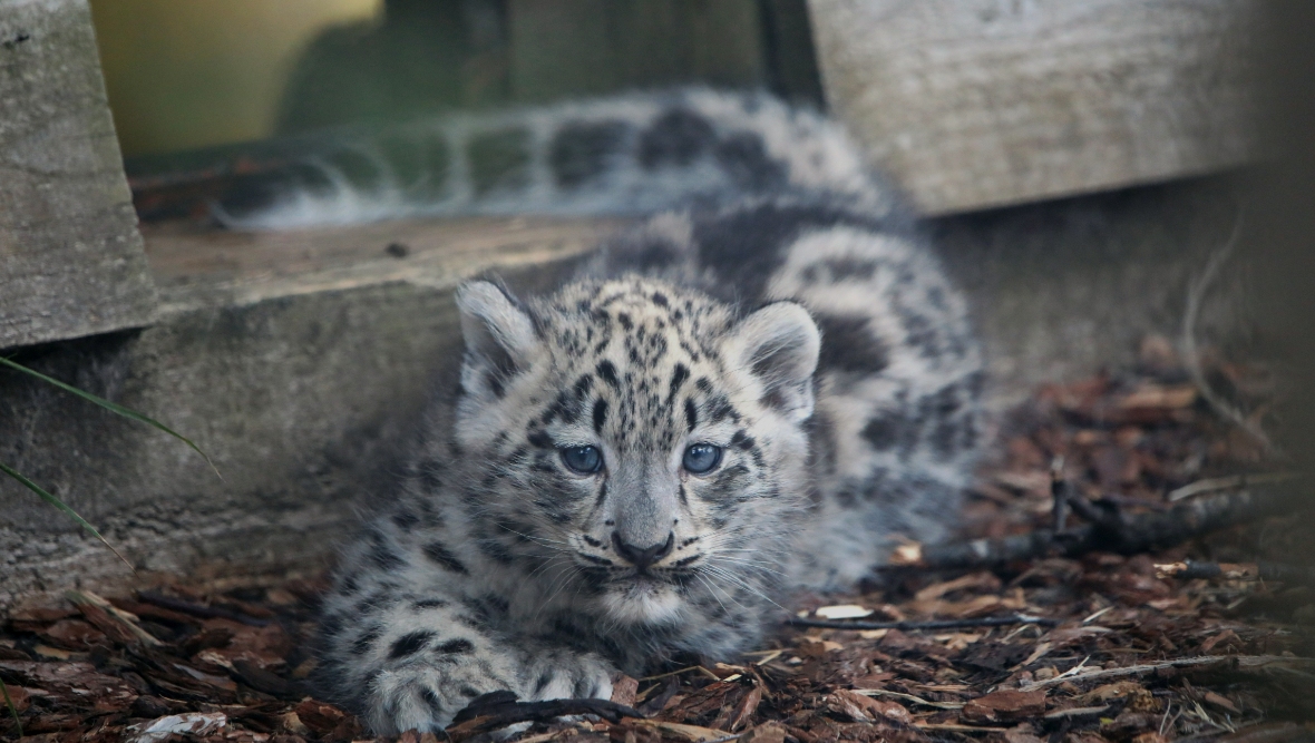 Three rare snow leopard cubs born at Highland Wildlife Park near Aviemore have been named