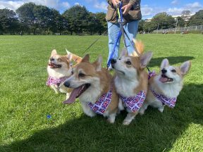 Queen’s impact on Corgis ‘stopped breed from becoming endangered’, say Corgi Society of Scotland