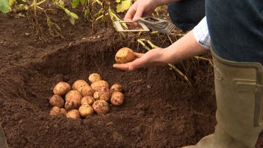 Climate change: Potato farming in Scotland ‘under huge threat’