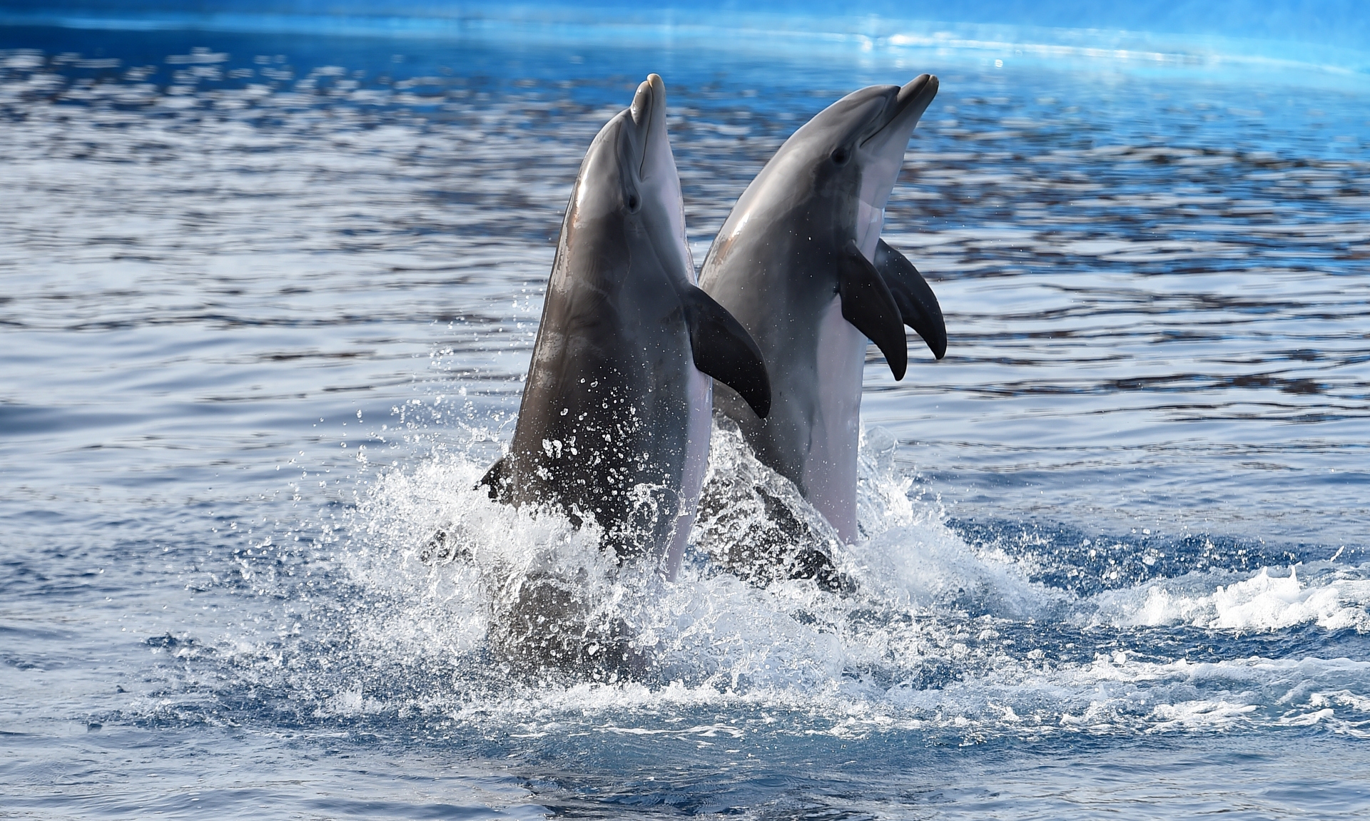 A lot of dolphin activity was detected - more than researchers expected. 