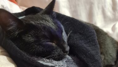 Cat put to sleep after owner discovered her ‘wobbly and lethargic’ following antifreeze poisoning in Stewarton