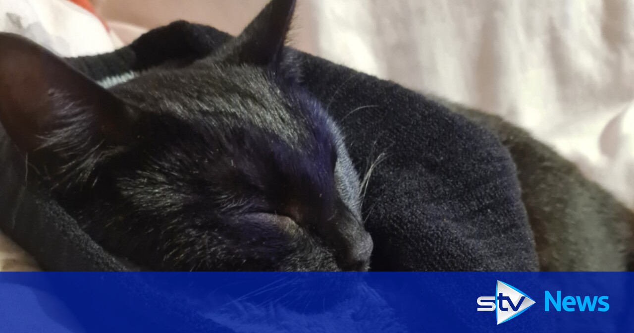 Cat put to sleep after owner discovered her 'wobbly and lethargic