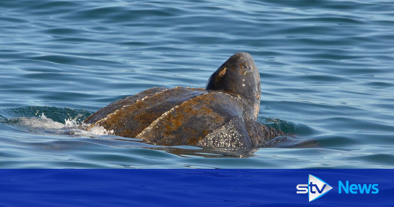 Rare leatherback turtle spotted in water of Loch Long in Arrochar as ...