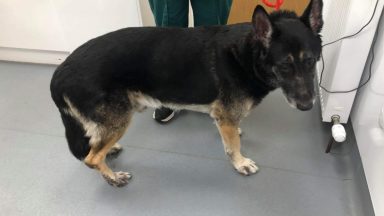 Owner of Arbroath dog found with autoimmune disorder receives ban after Scottish SPCA probe