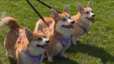 Companions fit for a Queen, Corgi owners share their royal tales
