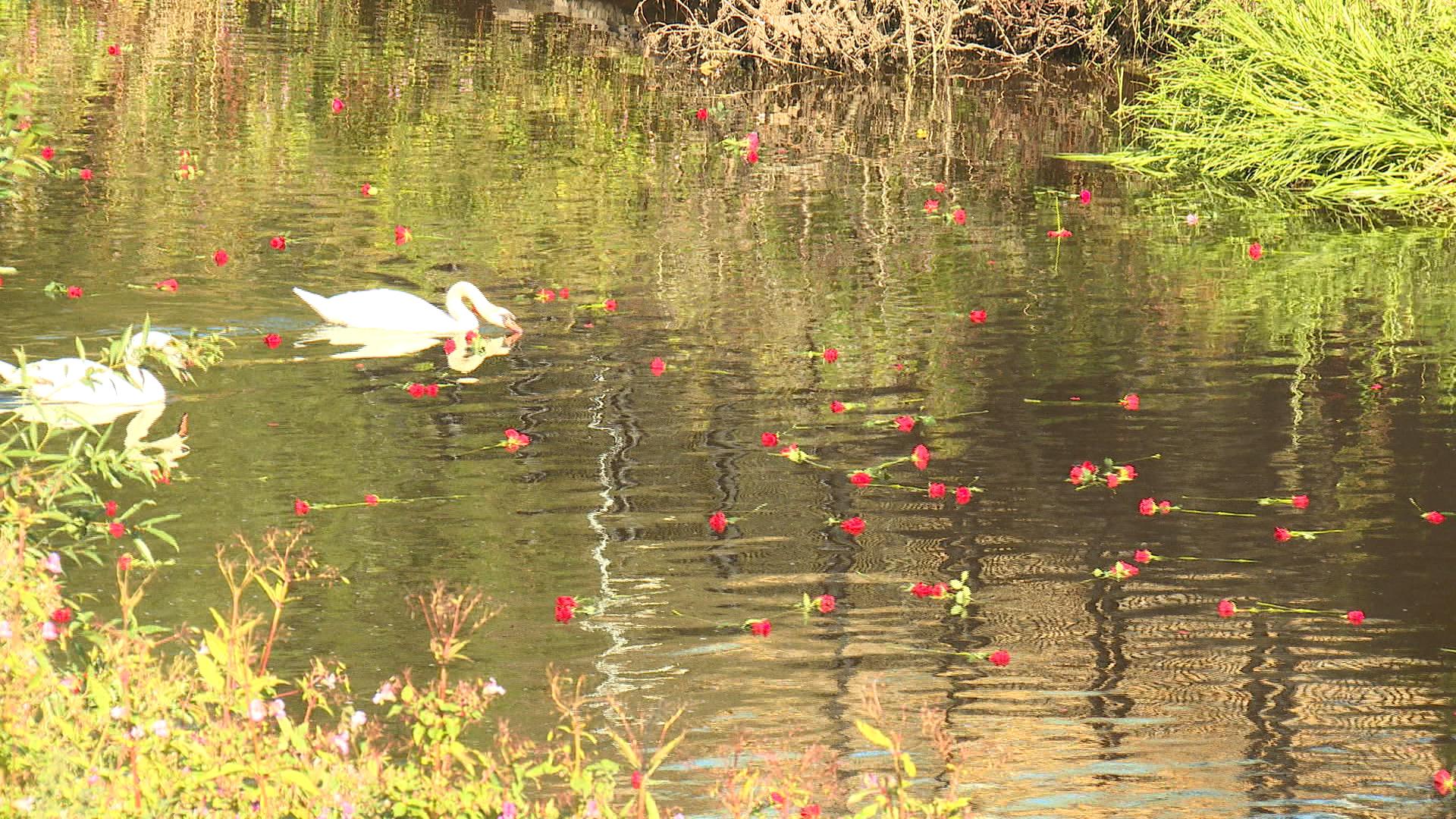 Roses placed in White Cart river remembering those lost to addiction.