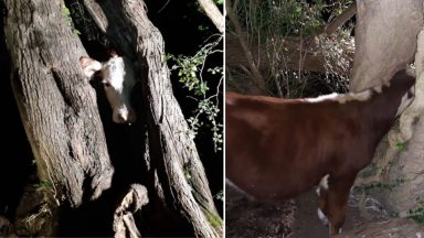 ‘Udderly ridiculous’: Willow tree chopped down to ‘re-moove’ cow stuck in trunk in Hampshire