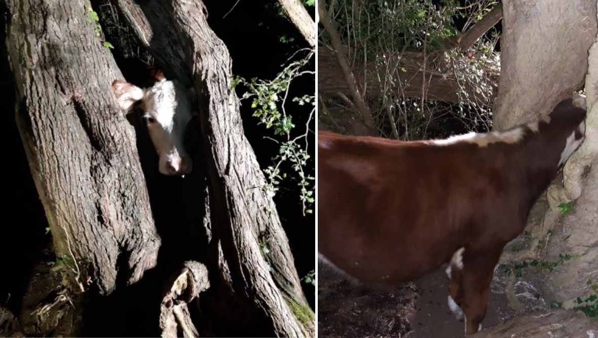 ‘Udderly ridiculous’: Willow tree chopped down to ‘re-moove’ cow stuck in trunk in Hampshire
