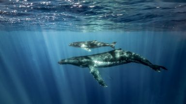 Marine scientists capture whale and dolphin songs in Scottish waters using underwater microphones