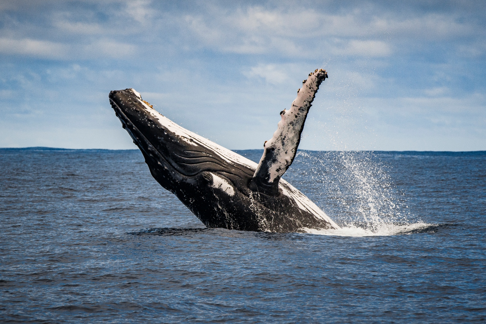 Humpback whale songs were also part of the data collected. 