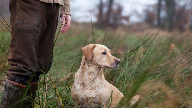 MSPs seek clarity over proposed new hunting with dogs laws