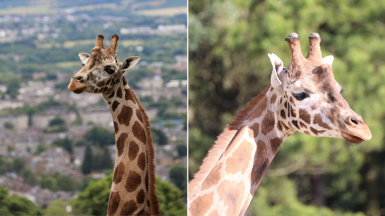 Edinburgh Zoo launches giraffe webcam following success of colourful Giraffe About Town art trail