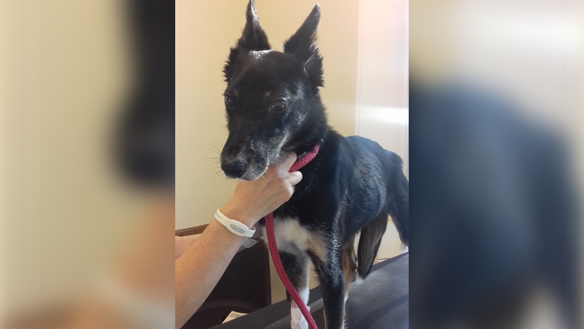 Aberdeen dog owner banned after border collie so underfed her ‘bones were visible’
