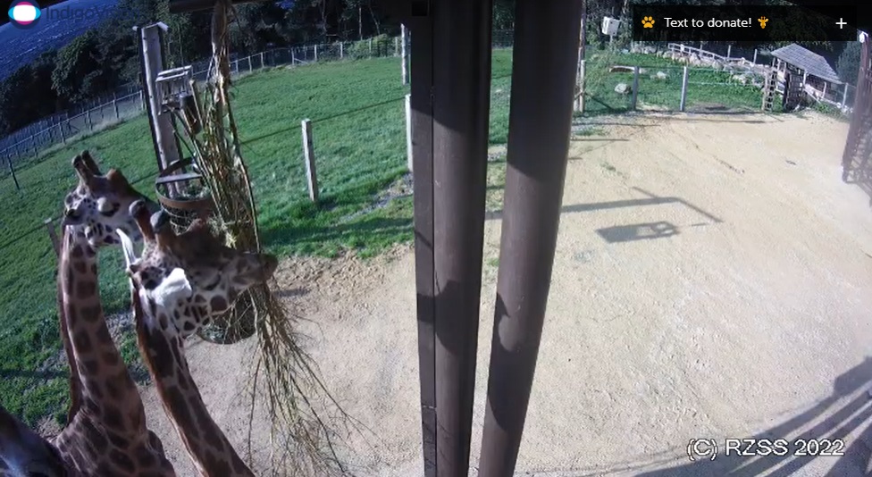 Edinburgh Zoo launches giraffe webcam following success of Giraffe About Town.