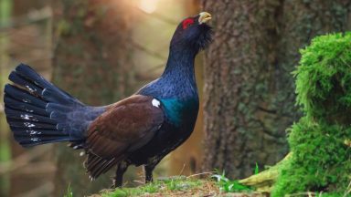 People warned to leave Scotland’s most threatened birds capercaillie at Cairngorms National Park alone