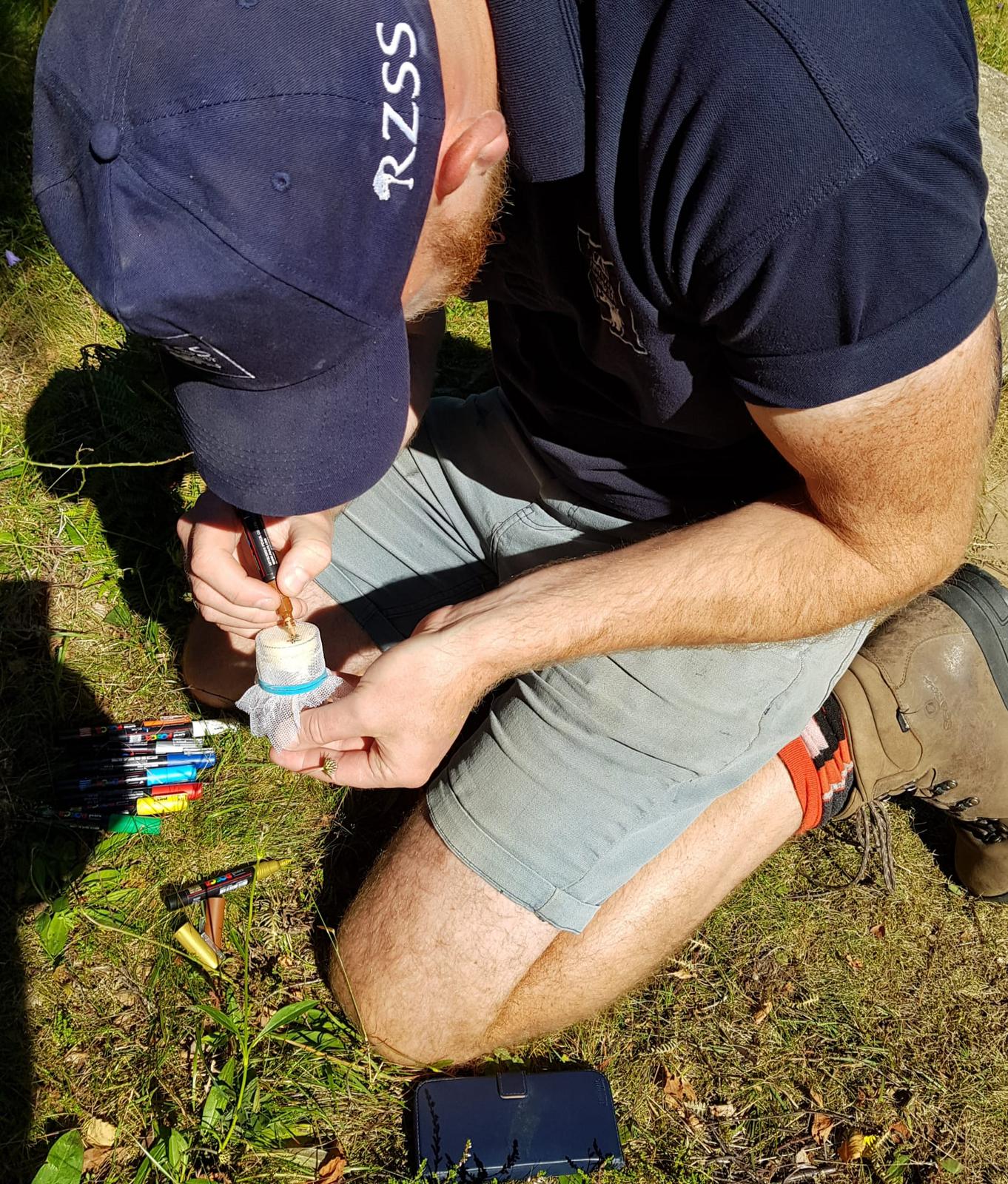 The staff found 70 of the insects at the park. 