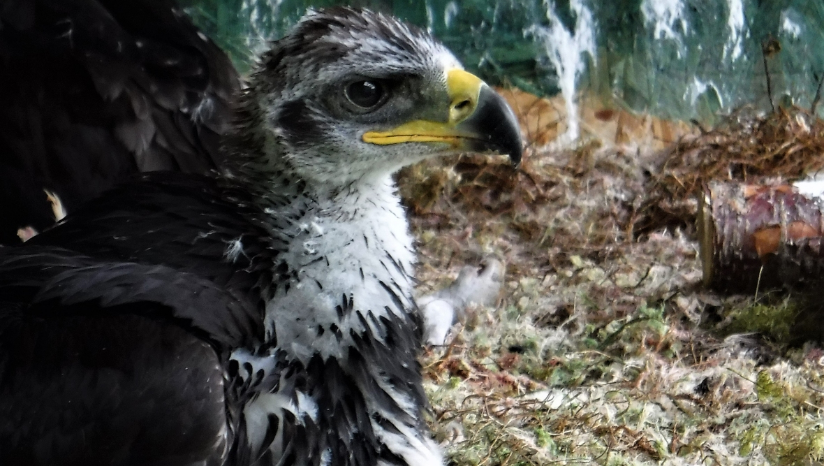 Conservation project brings record number of golden eagles now to south of Scotland from Highlands