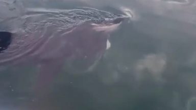 Scottish paddleboarder captures close encounter with basking shark off coast of Arran