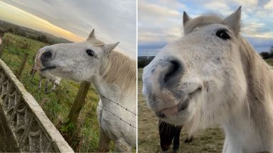 Fife woman’s video shouting at horse Steven ‘playing dead’ nets nearly 17m Tiktok views