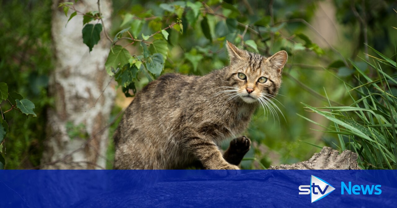Britain’s only remaining native cat under critical threat, experts say