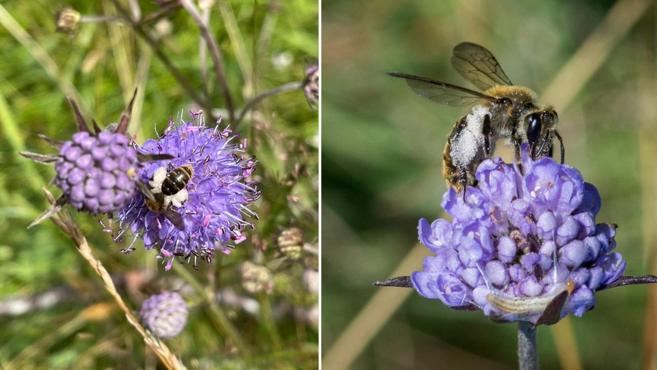 In Pictures: Extremely rare mining bees discovered at Highland Wildlife Park