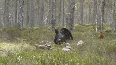 Capercaillie birds at critically low levels warn conservationists