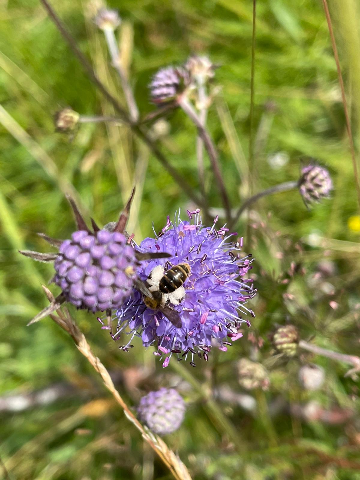 The bees were surveyed over August and September. 