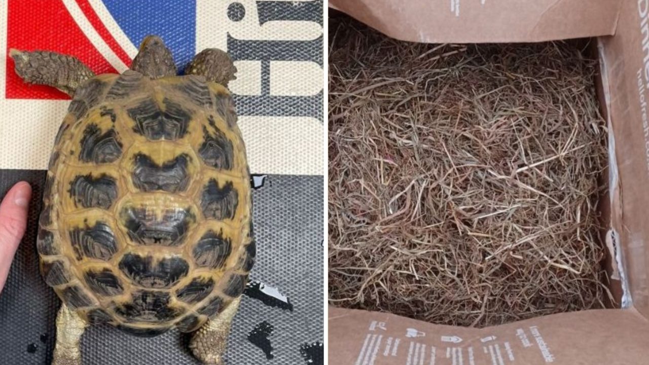 ‘Unusual’ tortoise abandoned in Hello Fresh cardboard box on top of bin in Ladybank in Fife
