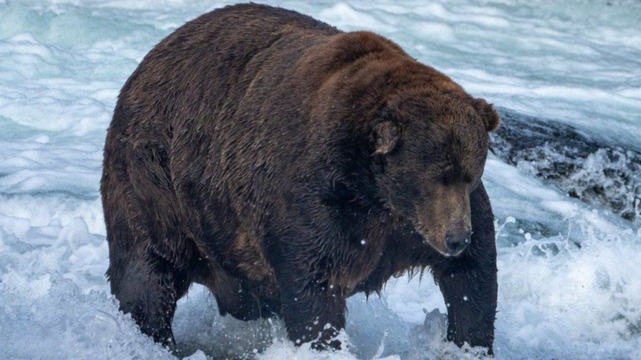 Fat Bear Week 2022 winner crowned at Katmai National Park despite cheating scandal